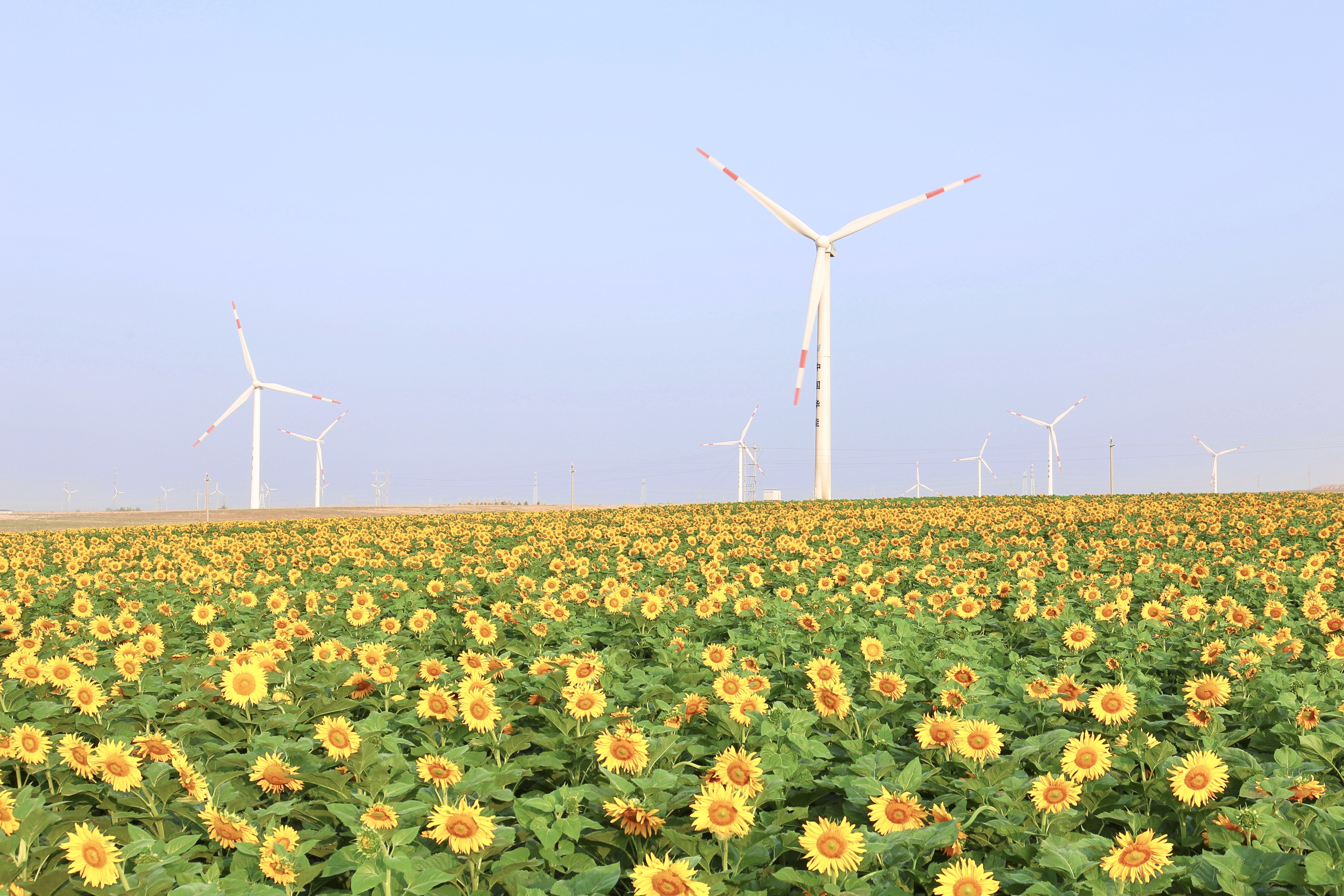 龙八国际股份助力推动风电场控制技术国际研发项目顺利实施